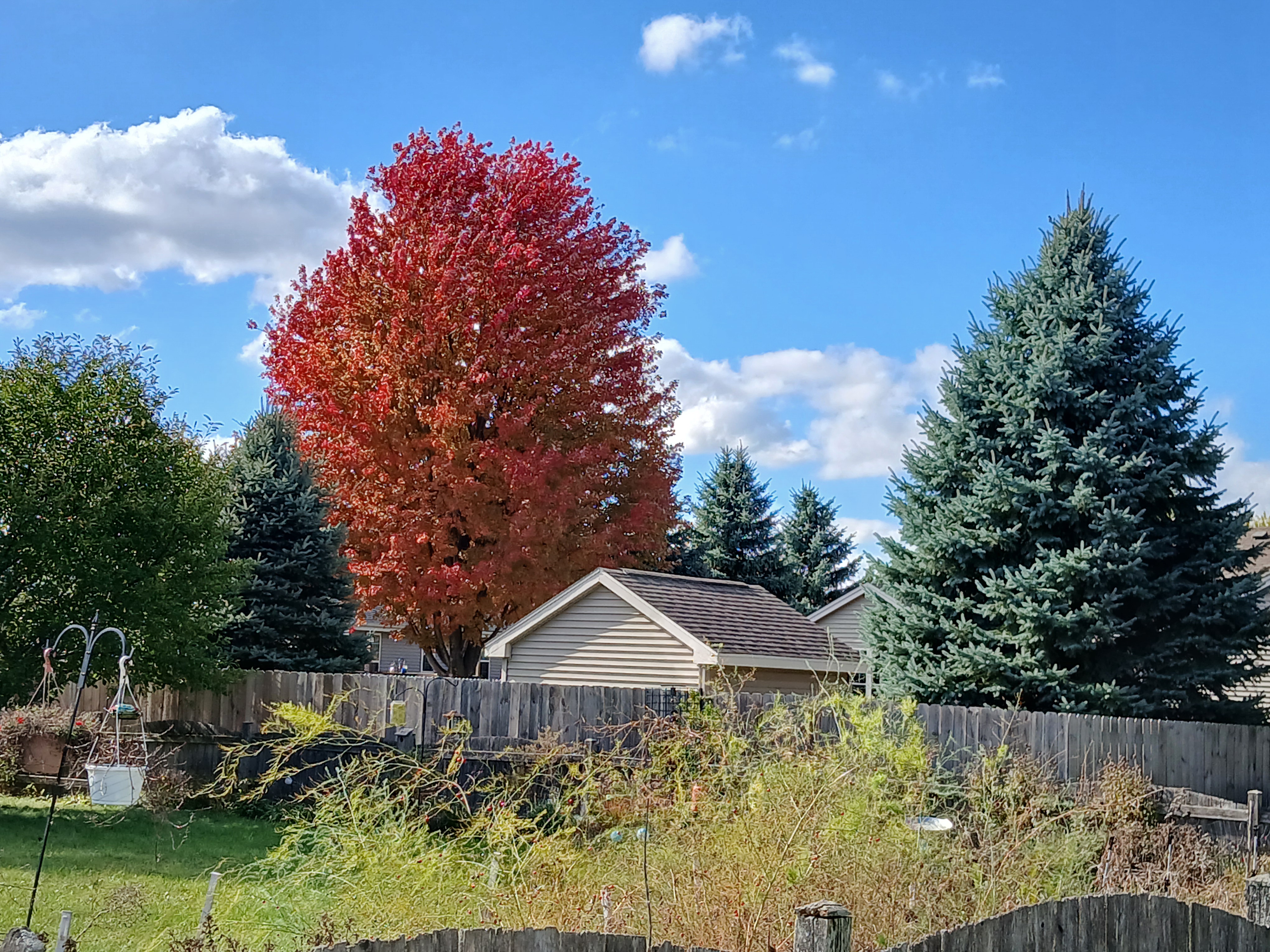 Colorful tree in autumn with evergreen tree