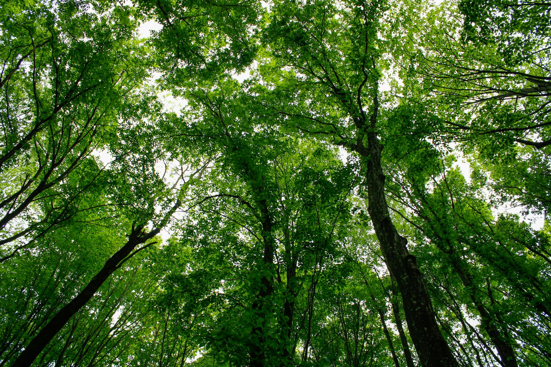 low angle shot of green tall trees in the forest